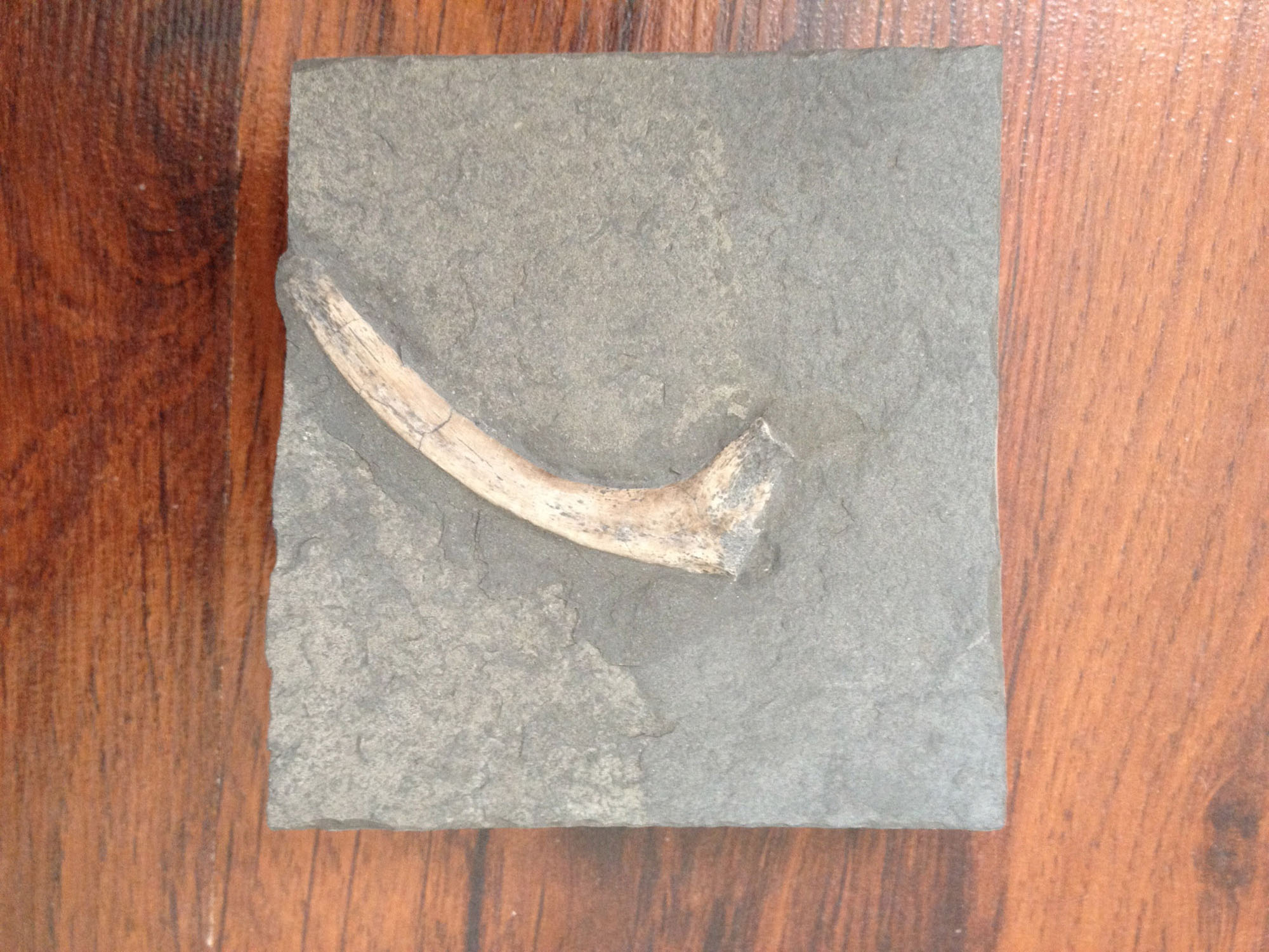 UK Fossil Collecting