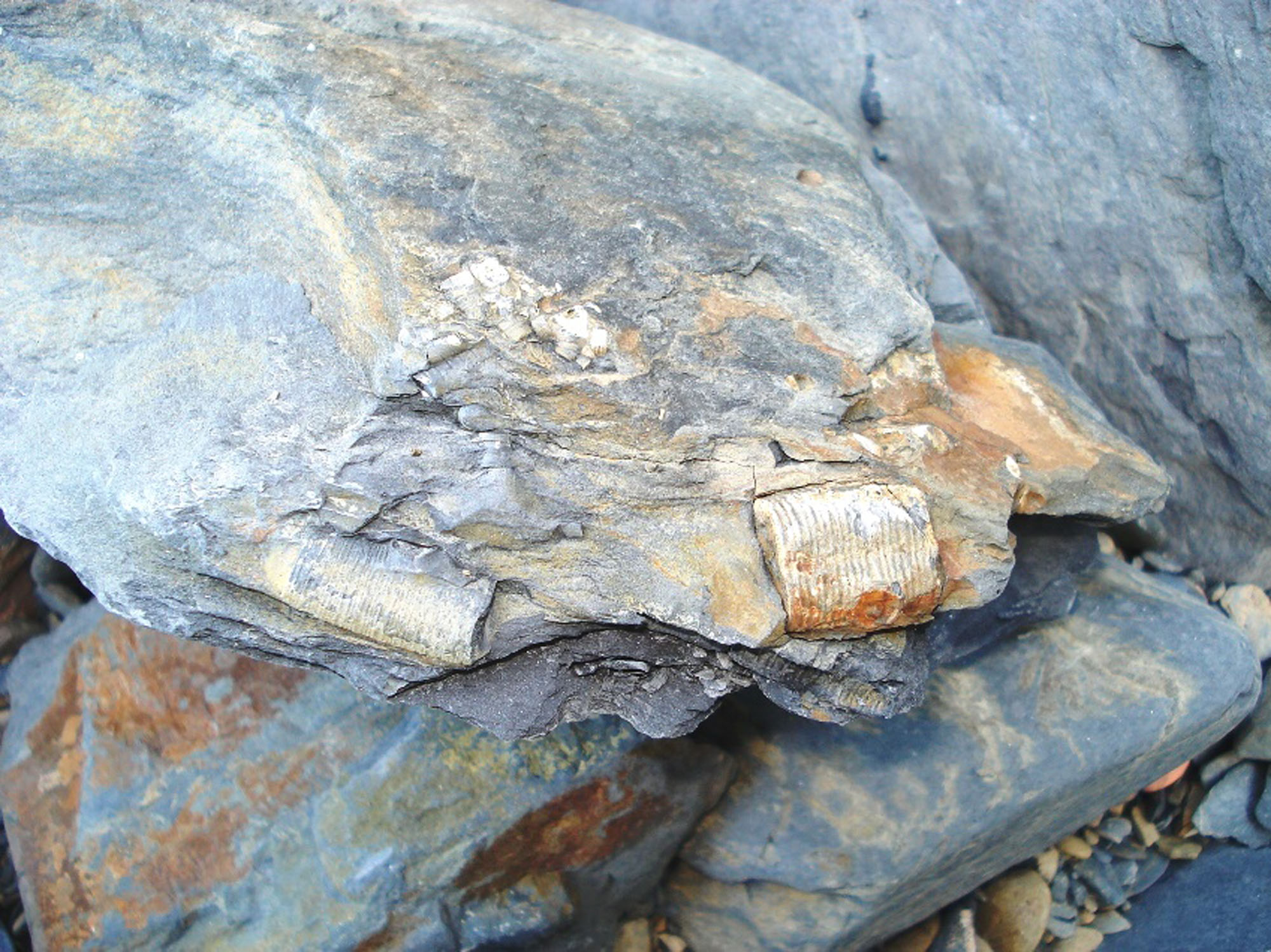 Crinoid stem weathering proud of shale north side UK Fossil Collecting