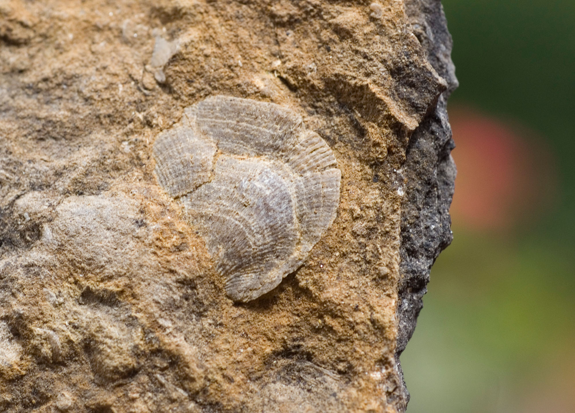 british fossils for sale
