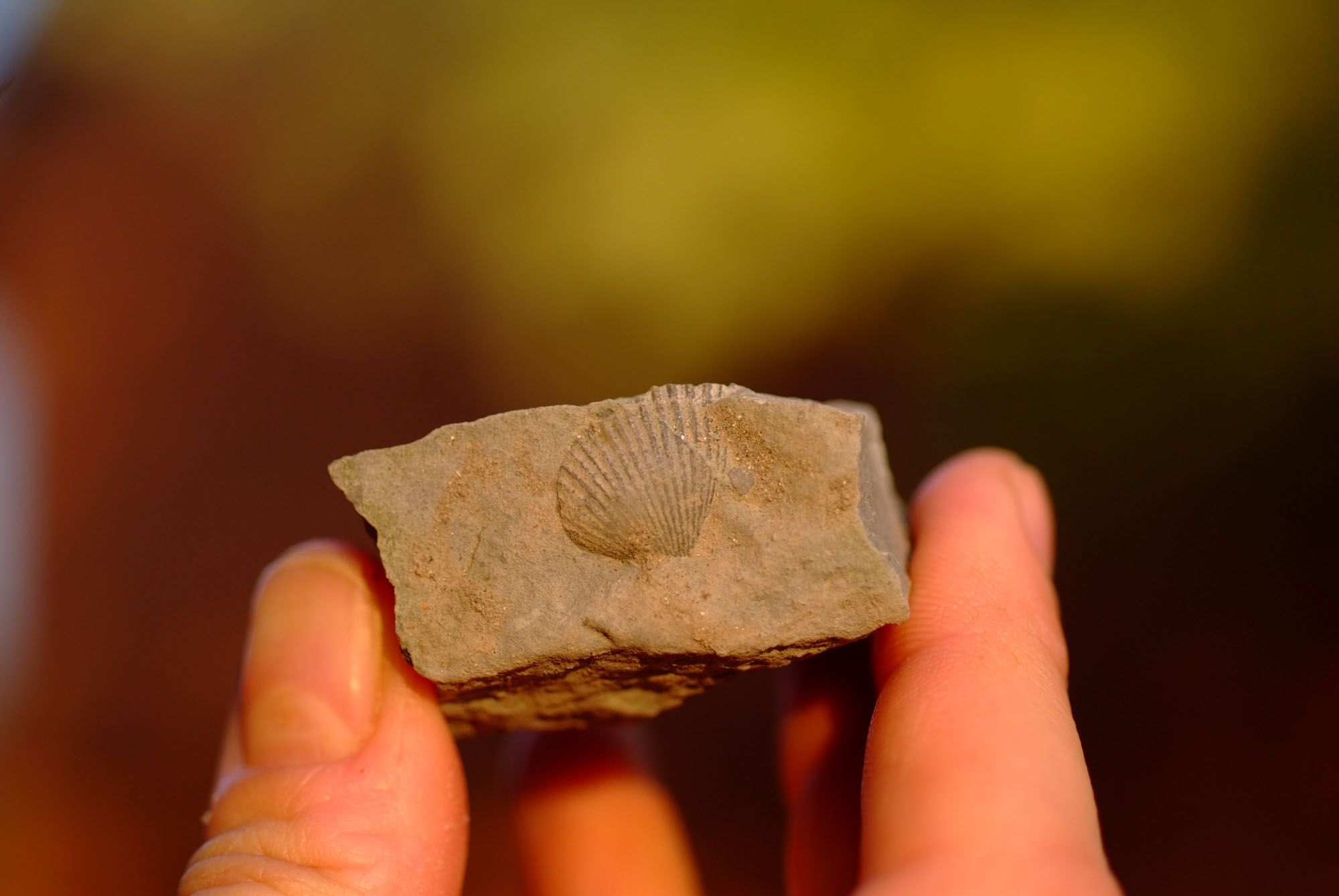 UK Fossil Collecting