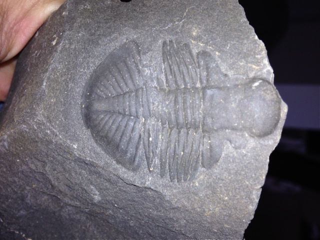 Trilobites from Upper Gilwern are both common and very well preserved.