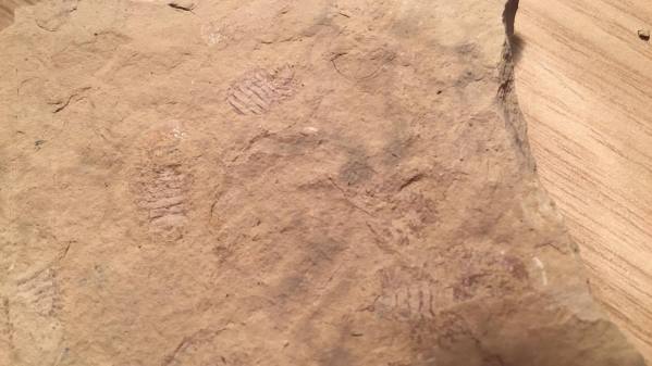 archaeoniscus-brodiei_1 – UK Fossil Collecting