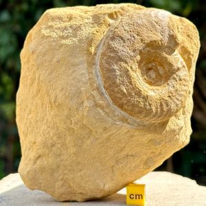 Ammonite fossils multi block, burton bradstock, jurassic coast, dorset uk