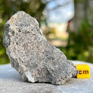 Aust Fossil Bone Bed - Sedimentary, UK Seller