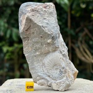 Fossil Ammonite Multi-Block, Thorncombe Beacon, Jurassic Coast, Dorset Certificated