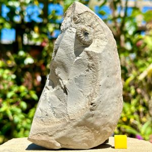 Ammonite in Nodule, Stonebarrow, Charmouth, Jurassic Coast, Dorset *CERTIFICATED*