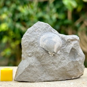 Fossil Bivalve, Monmouth beach, Lower Lias, Dorset, Lyme Regis, Dorset