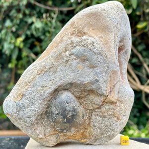Fossil Bivalve in Matrix, Thorncombe Beacon, Jurassic Coast, Dorset, Authentic