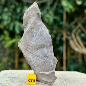 Genuine Fossilised Fossil Plants and Stem Carboniferous Coal Measures Somerset