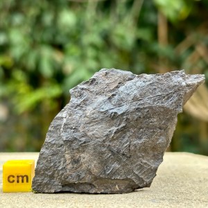 Genuine Fossilised Fossil Plants and Stem Carboniferous Coal Measures Somerset