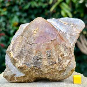 Ctenostreon rugosum fossil bivalve, burton bradstock, inferior oolite, jurassic coast, dorset