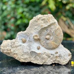 Burton bradstock parkinsonia dorsetensis multi ammonite block, inferior oolite, jurassic coast, dorset
