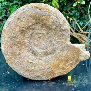 Burton bradstock giant parkinsonia ammonite, inferior oolite, jurassic coast, dorset