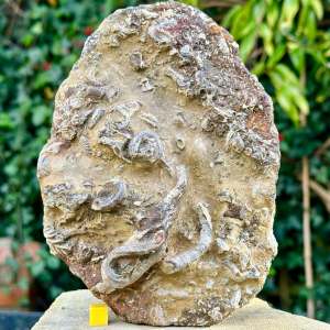 Fossil worm tube block, oxford clay, redcliff point, dorset, uk certificated