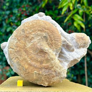 Fossil ammonite and shell multiblock, Burton Bradstock, Jurassic Coast,  Dorset UK