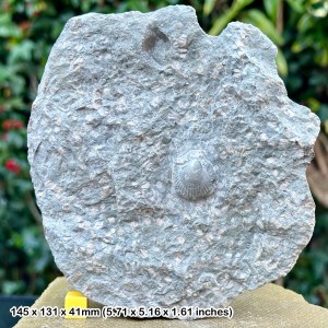 Fossil crinoid and shell block, thorncombe beacon, jurassic coast, dorset certificated