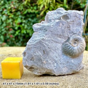 Fossil ammonite block thorncombe beacon, jurassic coast, dorset certificated