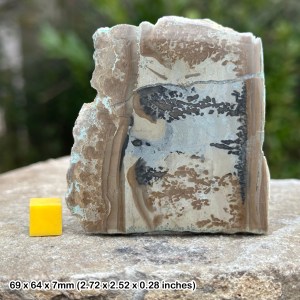 Cothan marble stromatolite fossil - triassic period, uk