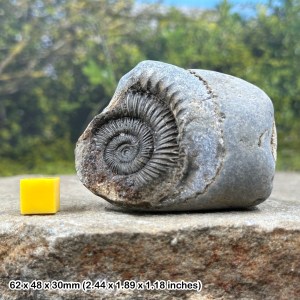 Ammonite Dactylioceras Commune, Jurassic, UK Fossil, Genuine