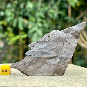 British Fossil Fern Plants - Carboniferous Coal Measures, Somerset