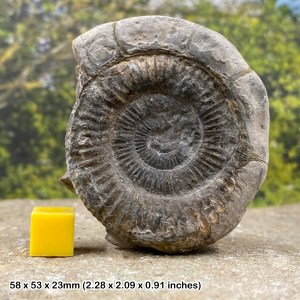 Dactylioceras Commune Ammonite [Grade B] Fossil - Jurassic Period, UK