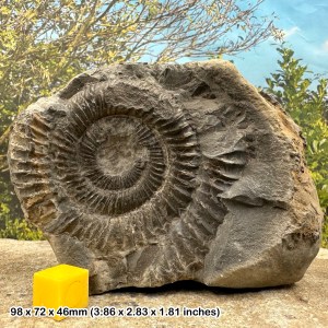 Beautiful Dactylioceras Ammonite Fossil, Yorkshire, Jurassic