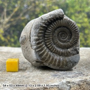 Dactylioceras Commune Ammonite Fossil, Genuine UK Jurassic Specimen, Certificated