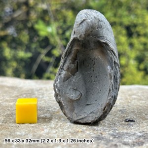 Fossil Gryphaea bivalve, "Devil's toenail" an iconic fossil from the Jurassic of Gloucestershire