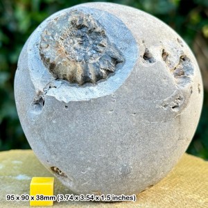 Androgynoceras ammonite in matrix, jurassic, thorncombe beacon, dorset, uk - genuine fossil with coa!