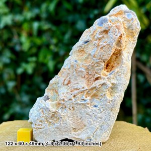 Fossil sponge in flint, grey chalk subgroup, cretaceous, white nothe, dorset, uk - genuine