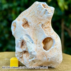 Fossil sponge in flint, grey chalk subgroup, cretaceous, white nothe, dorset, uk - genuine