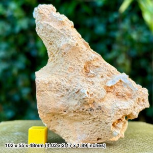 Fossil sponge in flint, grey chalk subgroup, cretaceous, branscome, devon, uk - genuine