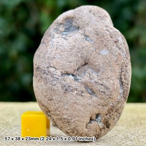 Fossil Ichthyosaur Coprolite - Jurassic Coast Fossil from Black Ven Marls, Lyme Regis, Dorset, UK - COA