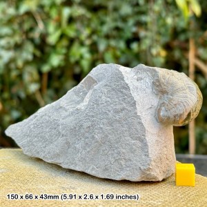 Genuine Fossil Gryphaea Shell (Devil's Toenail) - Jurassic: Hock Cliff, Gloucestershire, UK - COA