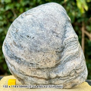 Giant Gryphaea dilatata Fossil Oyster - Jurassic Oxford Clay, Dorset, UK - COA Included!