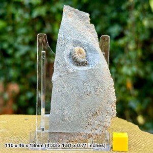 Authentic Promicroceras Ammonite Fossil with Stand - Black Ven Marls, Lower Lias - COA Included