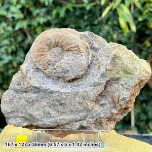 Distinguished Oxford Clay Ammonite Fossil on Stand - Jurassic, Bowleaze Cove, UK - COA