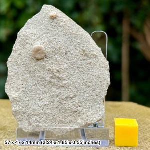 Salenia Petalifera Regular Echinoid Fossil - Cretaceous, St. Oswald’s Bay, UK - Stand & COA