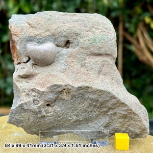 Display-Ready Gryphea 'Devil's Toenail' Fossil Bivalve - Cretaceous, UK - With Stand and COA