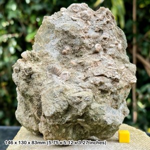 Exquisite Cretaceous Fossil Block with Worm Tubes & Shells - St. Oswald’s Bay, UK - COA Included
