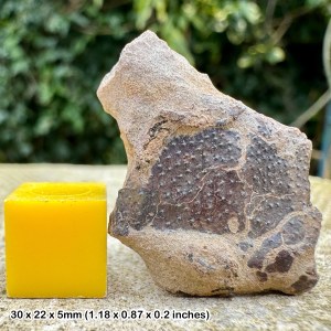 Exquisite Meyeria Magna Fossil Prawn - Cretaceous Isle of Wight, UK - Authentic with COA