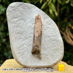 Authentic Belemnite Fossil in Matrix from Jurassic Coast, UK - Stand Included, COA