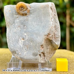 Authentic Promicroceras Ammonite Fossil on Stand - Blue Lias, Lyme Regis, Dorset - COA Included
