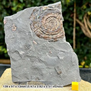 Iridescent Caloceras johnstoni Ammonite Fossil on Stand - Blue Lias, Somerset, UK - COA Included