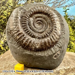 Dactylioceras commune Fossil Ammonite,  Jurassic, Yorkshire, UK, Authentic Certified