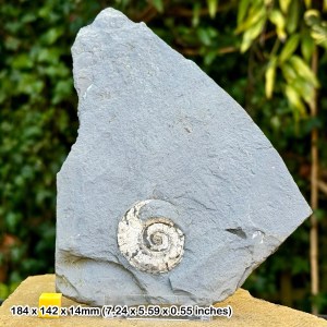 Authentic Psiloceras Planorbis Ammonite Fossil + Stand - Jurassic Blue Lias, UK - Certified