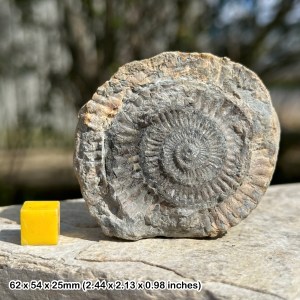Ammonite Fossil Half, Marine Animal, Genuine UK Jurassic Specimen, Certificated